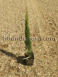 CUPRESSUS SEMPERVİRENS'TOTEM' (Totem servi,Kalem Servi)BİTKİSİ - 1
