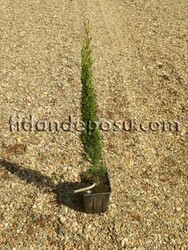 CUPRESSUS SEMPERVİRENS'TOTEM' (Totem servi,Kalem Servi)BİTKİSİ - Thumbnail