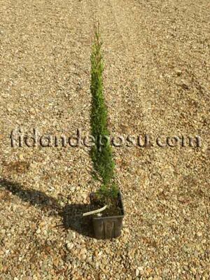 CUPRESSUS SEMPERVİRENS'TOTEM' (Totem servi,Kalem Servi)BİTKİSİ - 