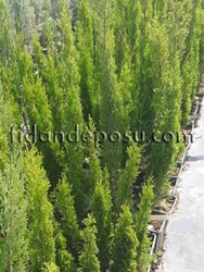 CUPRESSUS SEMPERVİRENS'TOTEM' (Totem servi,Kalem Servi)BİTKİSİ - 2