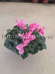 CYCLAMEN SPP. (Siklamen )BİTKİSİ - Thumbnail