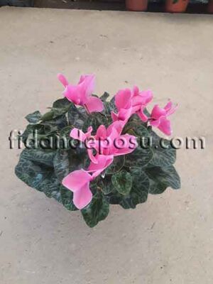 CYCLAMEN SPP. (Siklamen )BİTKİSİ - 