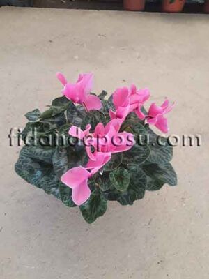  - CYCLAMEN SPP. (Siklamen )BİTKİSİ