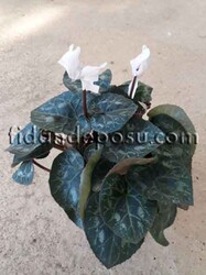 CYCLAMEN SPP. (Siklamen )BİTKİSİ - 2