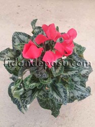 CYCLAMEN SPP. (Siklamen )BİTKİSİ - 3