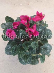 CYCLAMEN SPP. (Siklamen )BİTKİSİ - Thumbnail