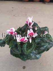 CYCLAMEN SPP. (Siklamen )BİTKİSİ - Thumbnail