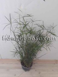 CYPERUS ALTERNİFOLİUS( Japon şemsiyesi) BİTKİSİ - 1