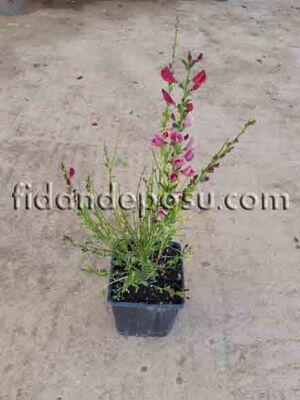  - CYTISUS SCOPARIUS 'BOSKOOP RUBY'(Bodur katır tırnağı,süpürge çalısı) BİTKİSİ