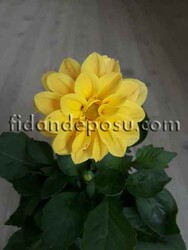 DAHLIA HORTENSIS (Yıldız çiçeği) - Thumbnail