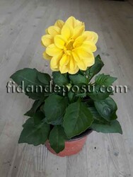 DAHLIA HORTENSIS (Yıldız çiçeği) - 2