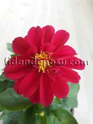 DAHLIA HORTENSIS (Yıldız çiçeği) - 3
