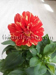 DAHLIA HORTENSIS (Yıldız çiçeği) - 4