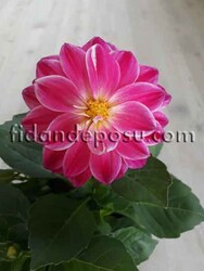 DAHLIA HORTENSIS (Yıldız çiçeği) - 5