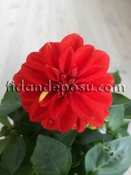 DAHLIA HORTENSIS (Yıldız çiçeği) - 6