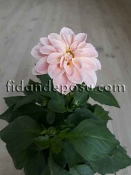 DAHLIA HORTENSIS (Yıldız çiçeği) - Thumbnail