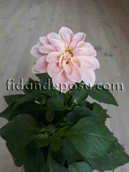 DAHLIA HORTENSIS (Yıldız çiçeği) - 7