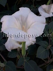 DATURA İNNOXİA(Datura,Hint elması)BİTKİSİ - 1