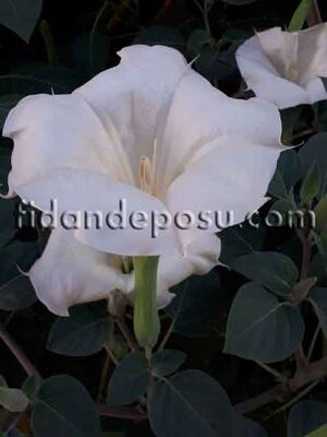  - DATURA İNNOXİA(Datura,Hint elması)BİTKİSİ