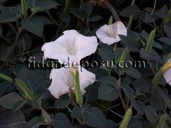 DATURA İNNOXİA(Datura,Hint elması)BİTKİSİ - Thumbnail