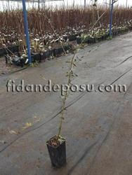 Delice Zeytin Anacı - 1