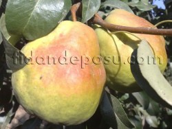 DEVECİ ARMUT FİDANI - 1