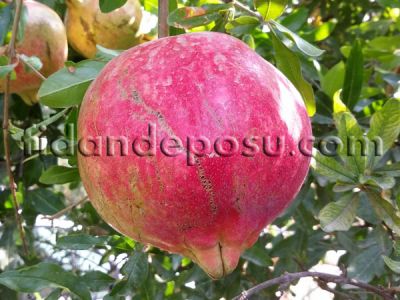 DEVEDİŞİ NAR FİDANI - 
