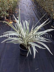 DIANELLA TASMANICA VARIEGATA(Alacalı kılıç otu) BİTKİSİ - 1