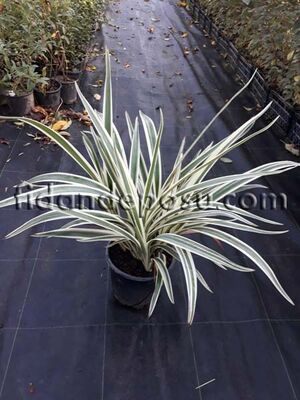 DIANELLA TASMANICA VARIEGATA(Alacalı kılıç otu) BİTKİSİ - 