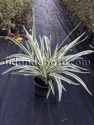  - DIANELLA TASMANICA VARIEGATA(Alacalı kılıç otu) BİTKİSİ