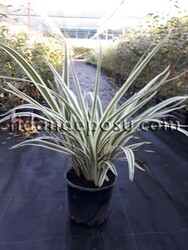 DIANELLA TASMANICA VARIEGATA(Alacalı kılıç otu) BİTKİSİ - 2