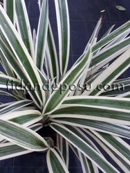 DIANELLA TASMANICA VARIEGATA(Alacalı kılıç otu) BİTKİSİ - 3
