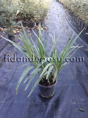  - DIANELLA TASMANICA (Yeşil yapraklı kılıç otu) BİTKİSİ