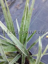 DIANELLA TASMANICA (Yeşil yapraklı kılıç otu) BİTKİSİ - 2