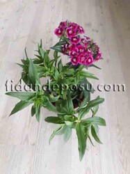 DİANTHUS BARBATUS(Hüsnüyusuf çiçeği) BİTKİSİ - 2