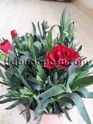 DIANTHUS CARYOPHYLLUS(Kokulu karanfil) BİTKİSİ - Thumbnail