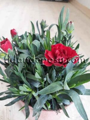 DIANTHUS CARYOPHYLLUS(Kokulu karanfil) BİTKİSİ - 