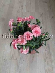 DIANTHUS CARYOPHYLLUS(Kokulu karanfil) BİTKİSİ - 2