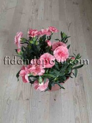 DIANTHUS CARYOPHYLLUS(Kokulu karanfil) BİTKİSİ - Thumbnail