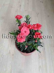 DIANTHUS CARYOPHYLLUS(Kokulu karanfil) BİTKİSİ - 3