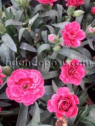 DIANTHUS CARYOPHYLLUS(Kokulu karanfil) BİTKİSİ - 5