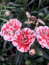 DIANTHUS CARYOPHYLLUS(Kokulu karanfil) BİTKİSİ - 6