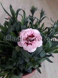 DIANTHUS CARYOPHYLLUS(Kokulu karanfil) BİTKİSİ - 4