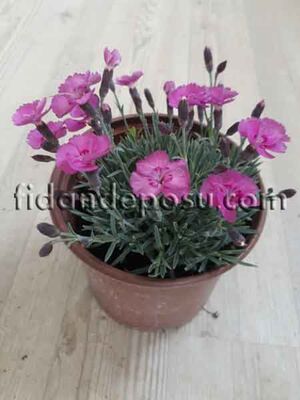 DIANTHUS PLUMARIUS (Alp karanfili) - 