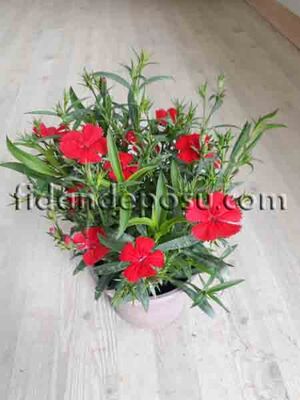 DIANTHUS CHINENSIS (Çin karanfili ) - 