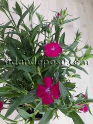 DIANTHUS CHINENSIS (Çin karanfili ) - 2