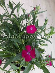 DIANTHUS CHINENSIS (Çin karanfili ) - Thumbnail