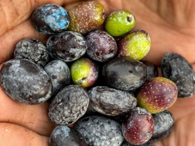 DİLMİT ZEYTİN FİDANI - 