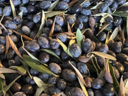 DİLMİT ZEYTİN FİDANI - 2