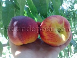 DİXİRED ŞEFTALİ FİDANI - 